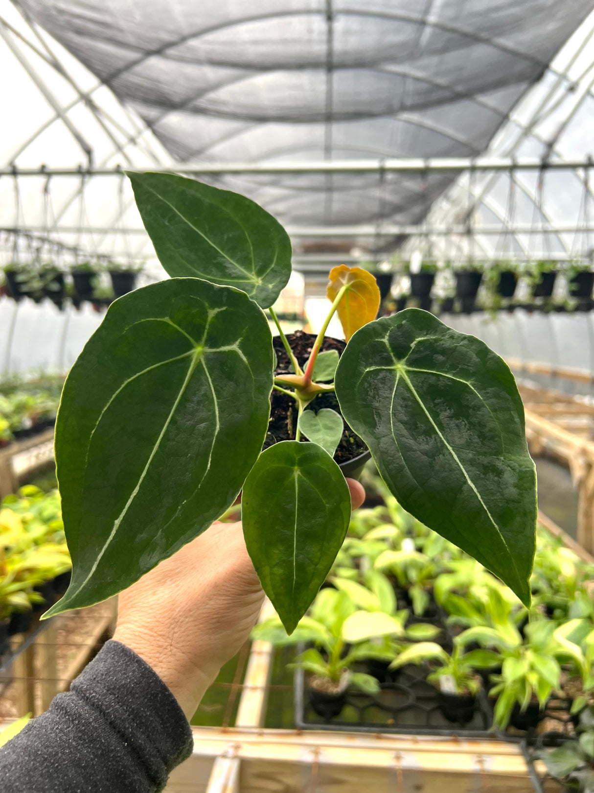 4" Anthurium forgetii