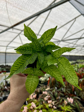 4" Golden Zebra fern (Coniogramme emeiensis) - Canopy Plant Co.