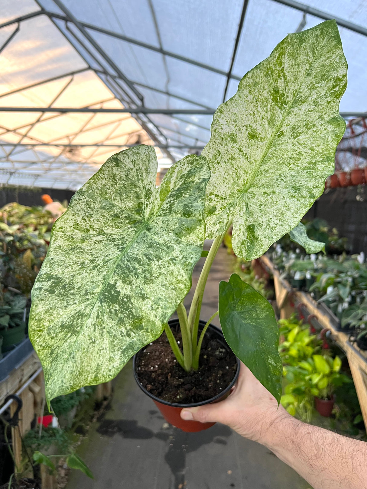 6" Alocasia odora 'Batik' (variegated)