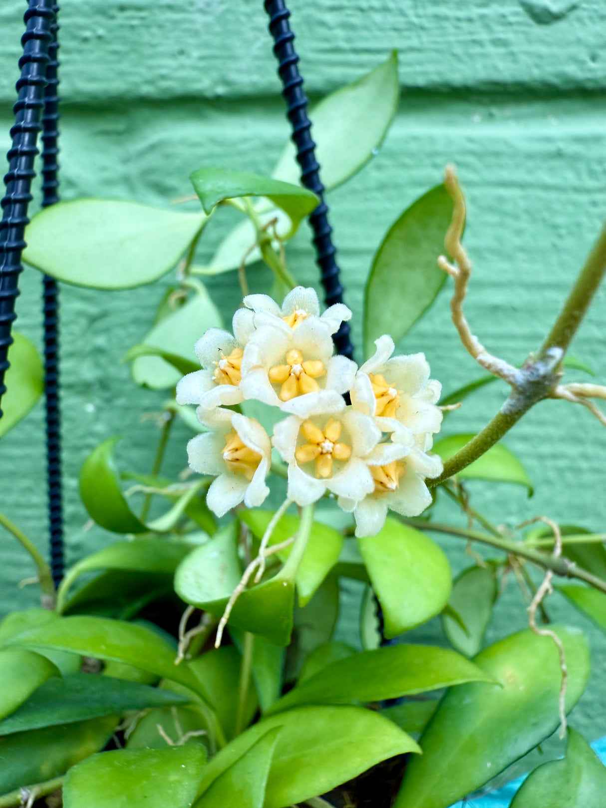 4" Hoya ‘Noona’ hanging basket