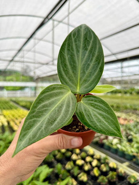 4" Peperomia maculosa