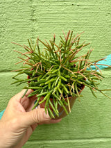 4" Rhipsalis clavata