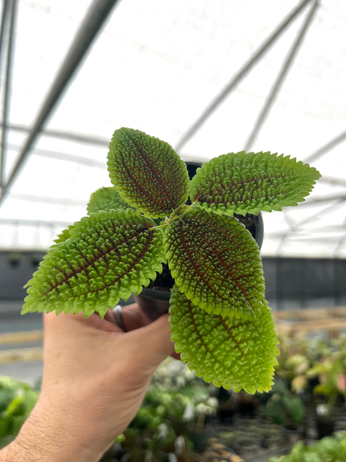 PLNTS - Baby Pilea Moon Valley (Ufoplant) - Indoor plant - Growing pot 6 cm - Height 15 cm PLNTS - Baby Pilea Moon Valley (Ufoplant) - Indoor plant - Growing pot 6 cm - Height 15 cm