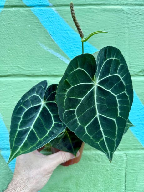 4" Anthurium clarinervium