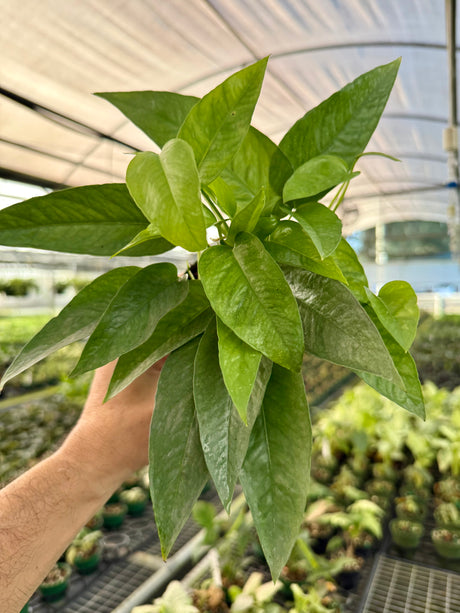 4” Pothos ‘Cebu Blue’