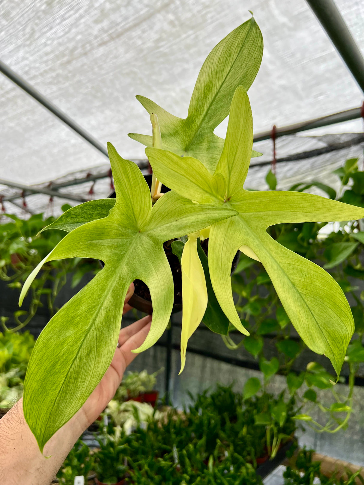 6” Philodendron 'Florida Ghost' - Canopy Plant Co.