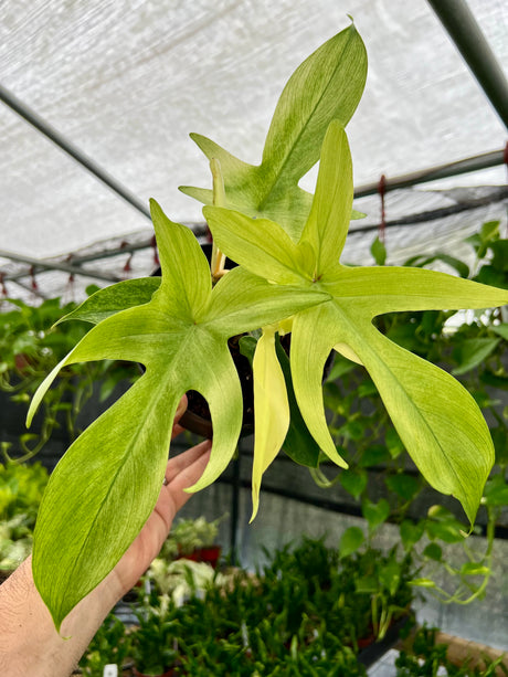 6” Philodendron 'Florida Ghost' - Canopy Plant Co.