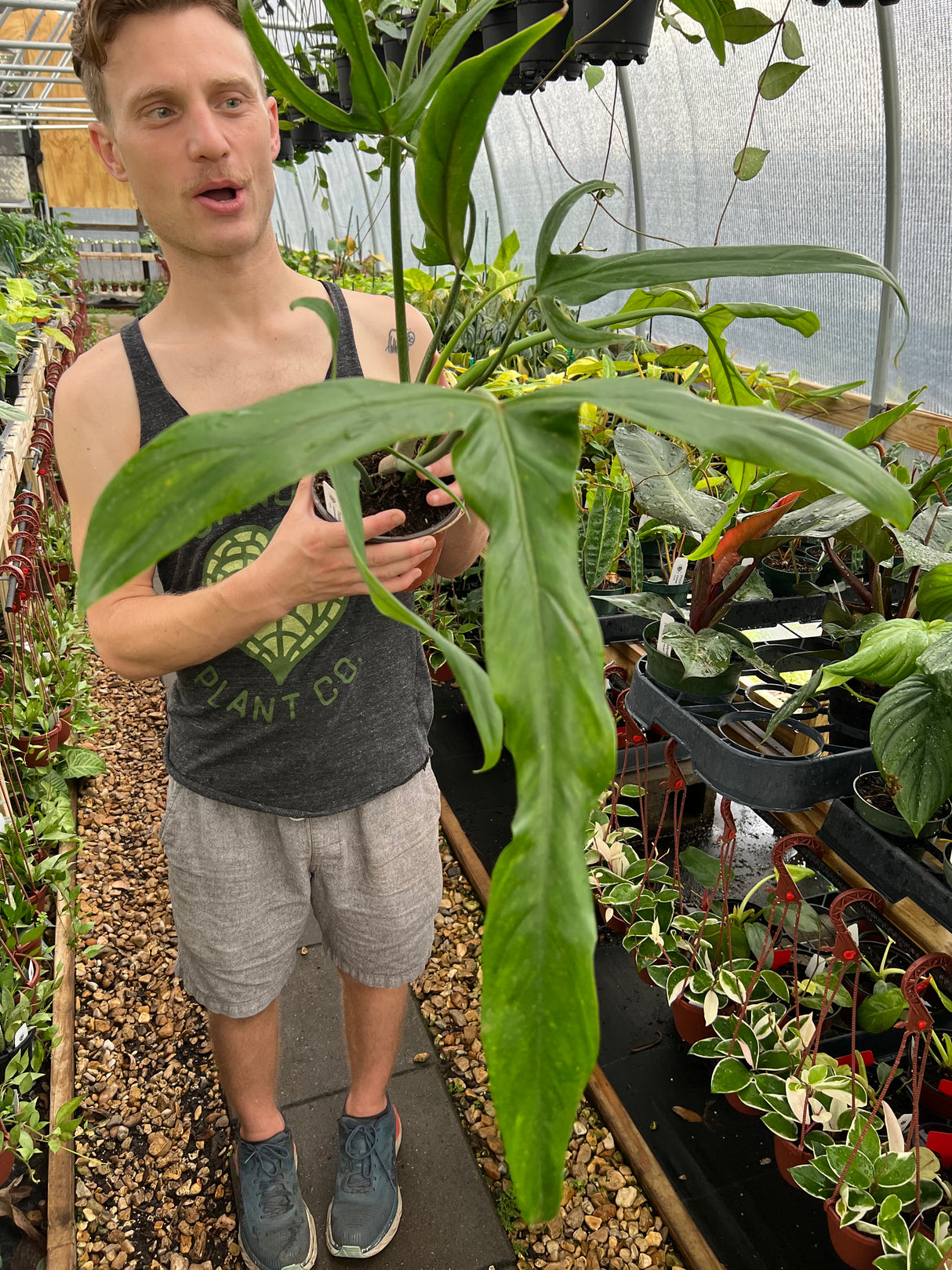 6" Philodendron holtonianum