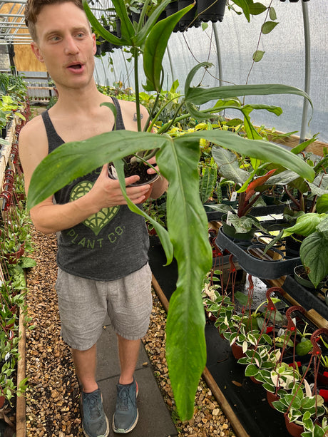 6" Philodendron holtonianum