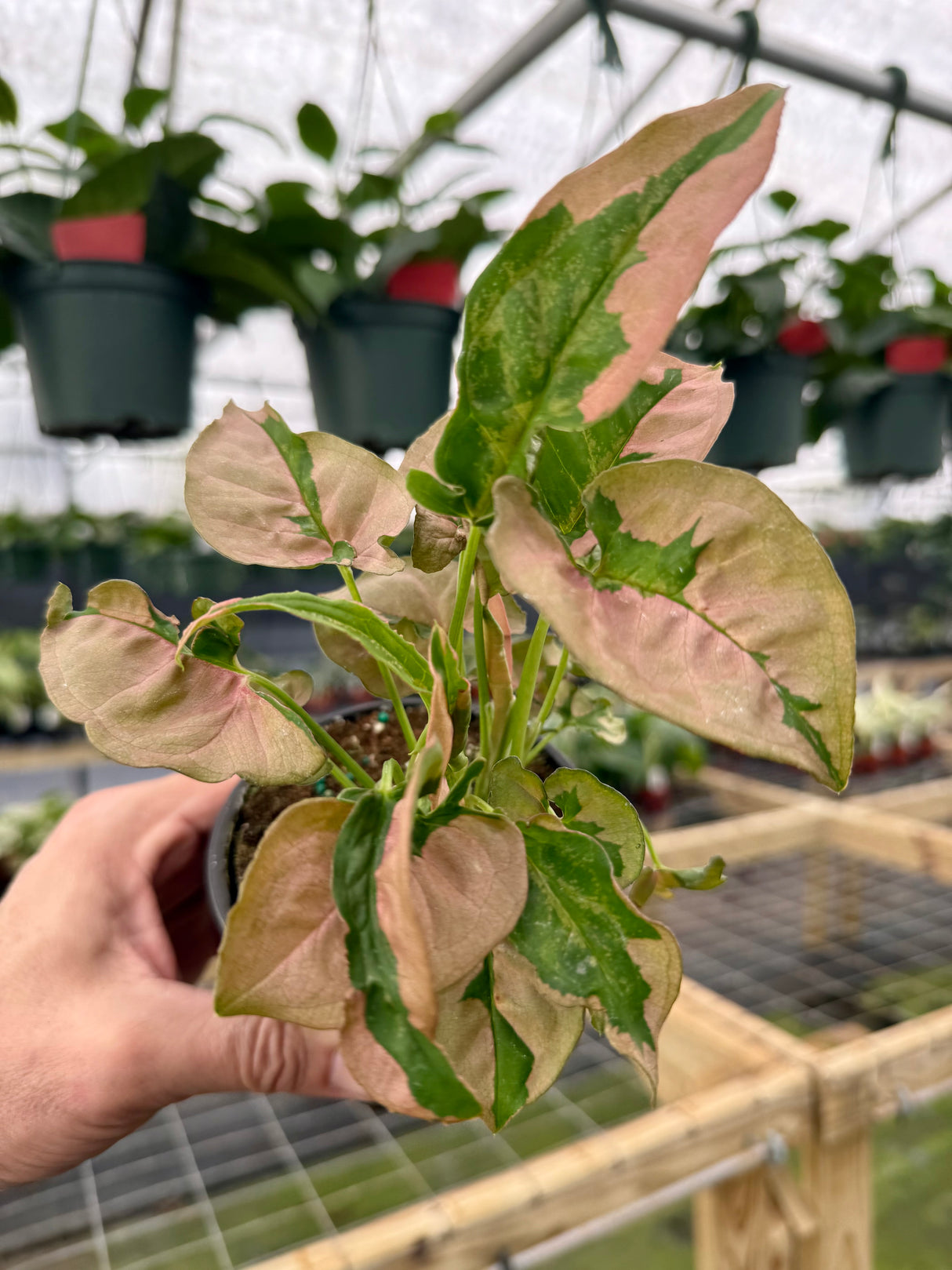 4" Syngonium ‘Pink Lava’