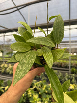 4” Hoya latifolia 'Rangsan' splash - Canopy Plant Co.
