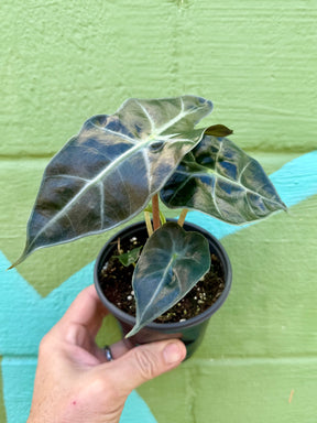 4" Alocasia ‘Parasol' - Canopy Plant Co.