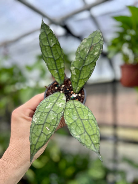 3” Hoya clemensiorum – Canopy Plant Co.