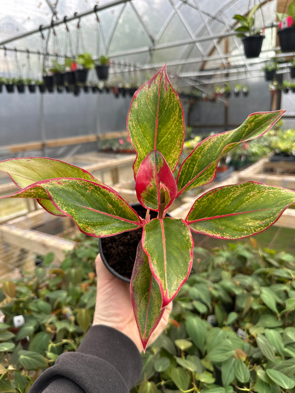 4" Aglaonema Red Creta