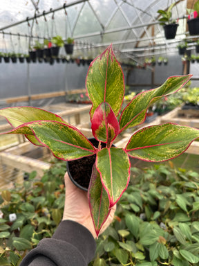 4" Aglaonema Red Creta - Canopy Plant Co.