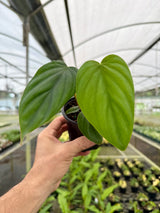 4” Philodendron sp. Colombia ‘El Guapo’