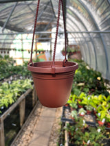 4" Hanging Basket