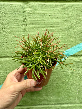 4" Rhipsalis clavata - Canopy Plant Co.