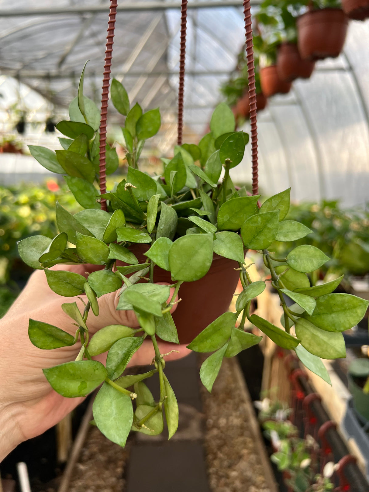 4” Hoya krohniana ‘Super Silver' hanging basket