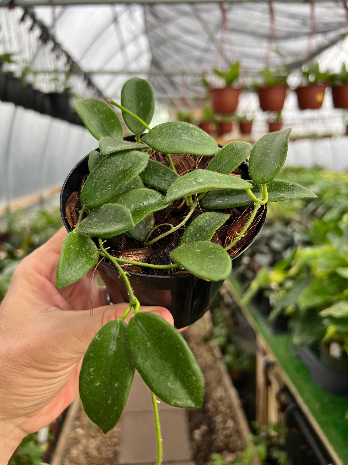 4” Hoya thomsonii (white flower)