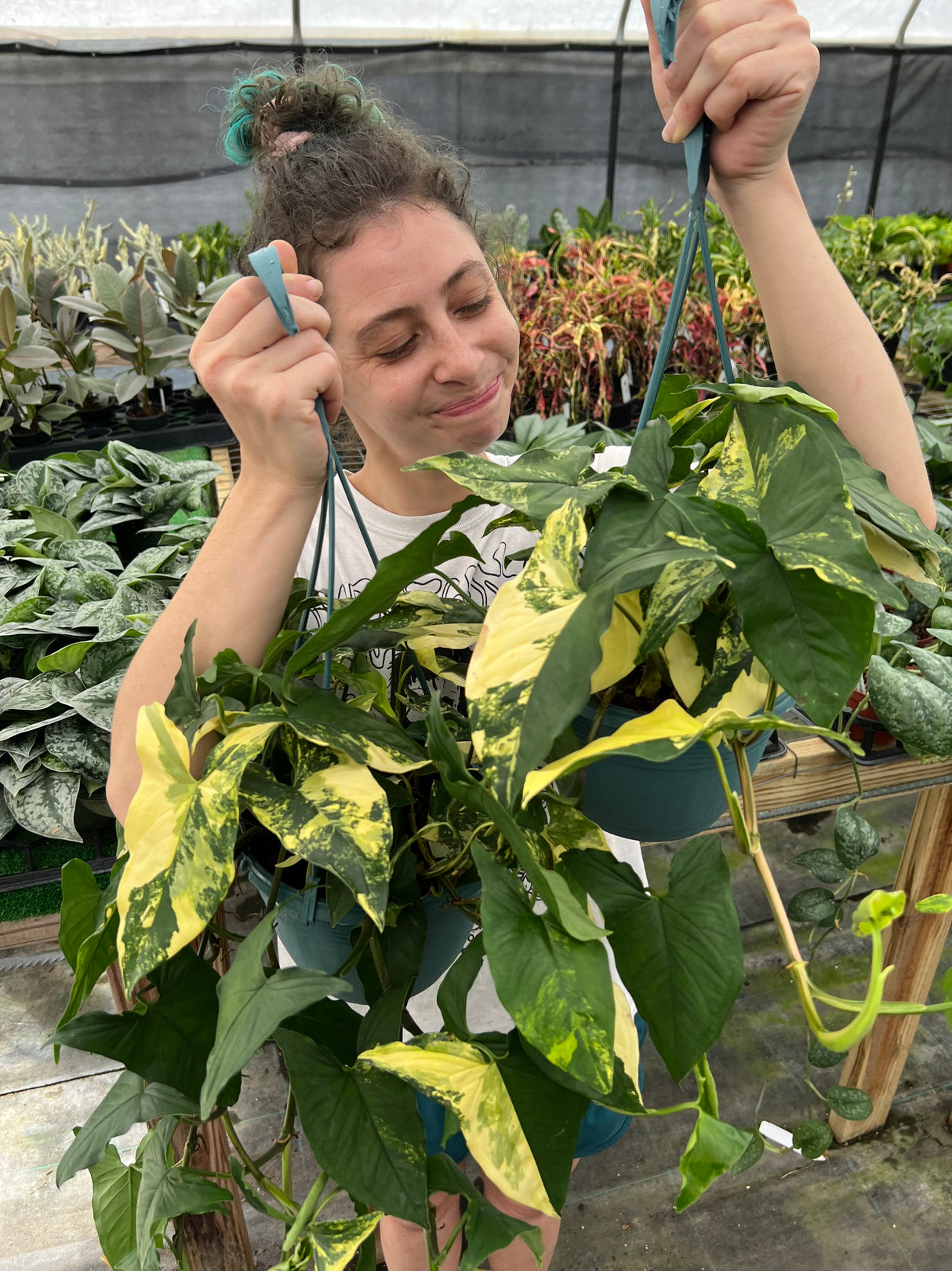 8” Syngonium Aurea (yellow variegated) hanging basket