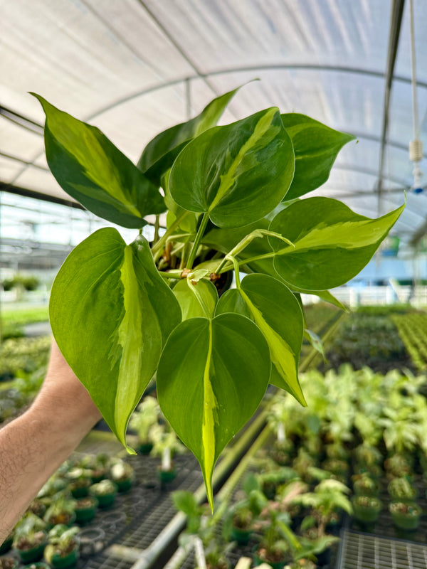 Healthy 4-inch Philodendron ‘Brasil’ plant from Canopy Plant Co. with vibrant green and yellow variegated leaves.
