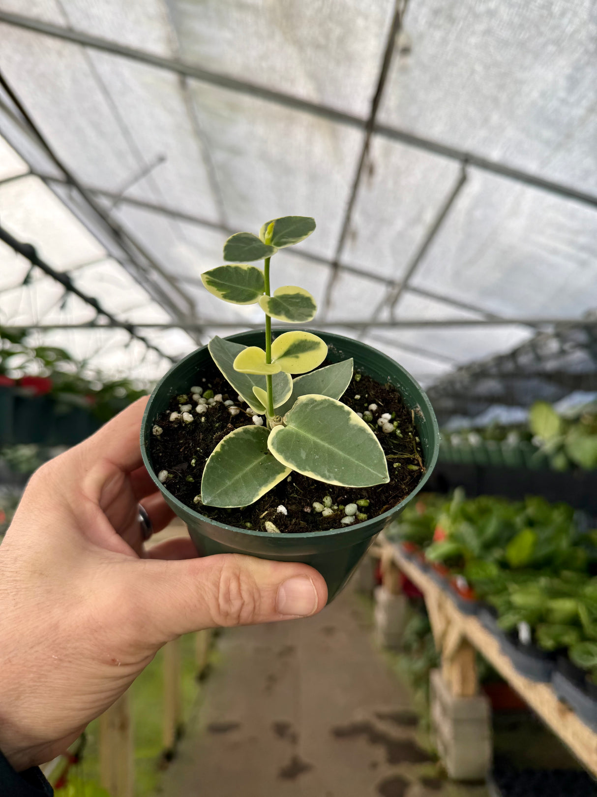 4" Hoya cumingiana variegated (albo) - Canopy Plant Co.