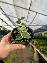 4" Hoya cumingiana variegated (albo) - Canopy Plant Co.