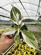 4” Philodendron ‘White Knight’