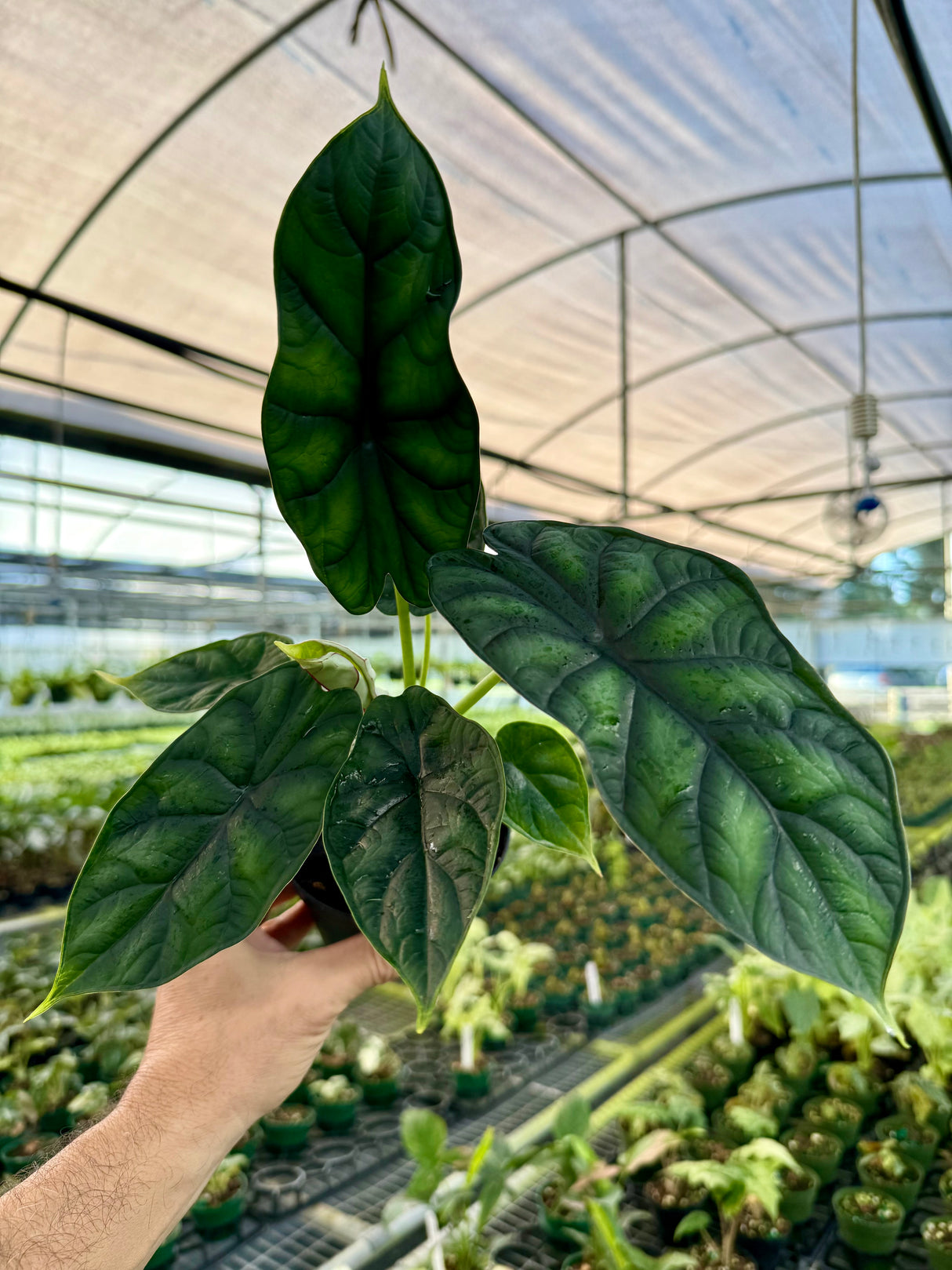 4" Alocasia 'Dragon Scale'