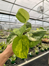 4" Scindapsus 'Jade Satin' variegated (aurea)