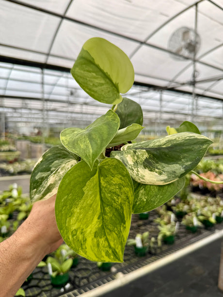 4" Scindapsus 'Jade Satin' variegated (aurea)