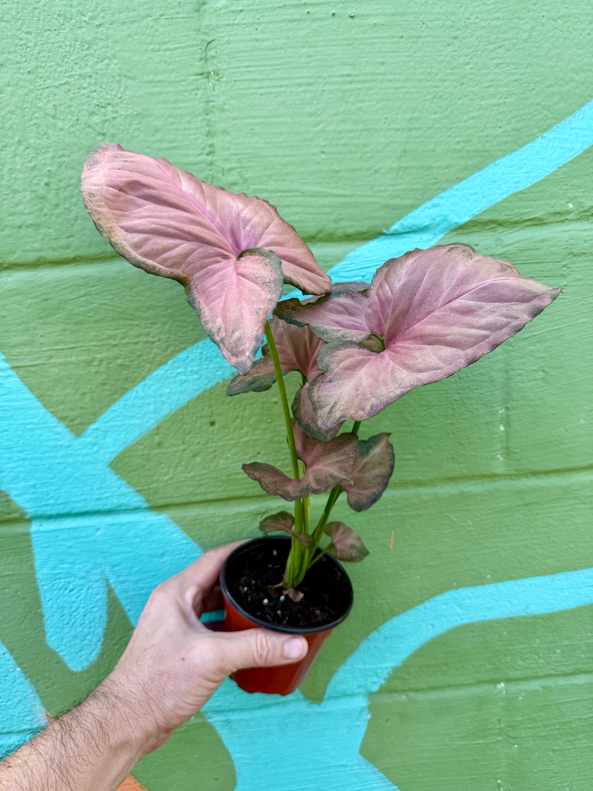 4" Syngonium 'Orm Nak'