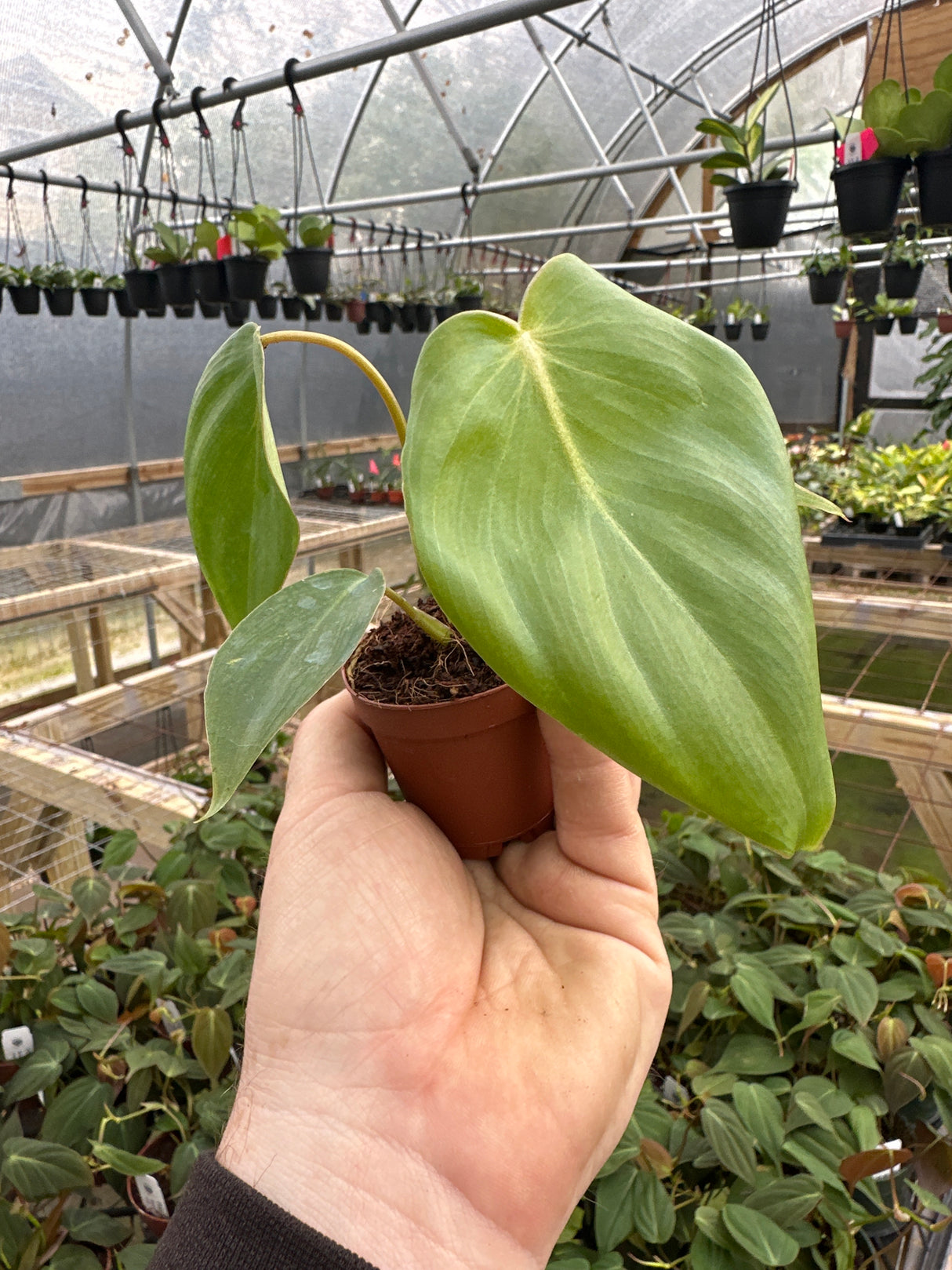 2" Philodendron Dean McDowell