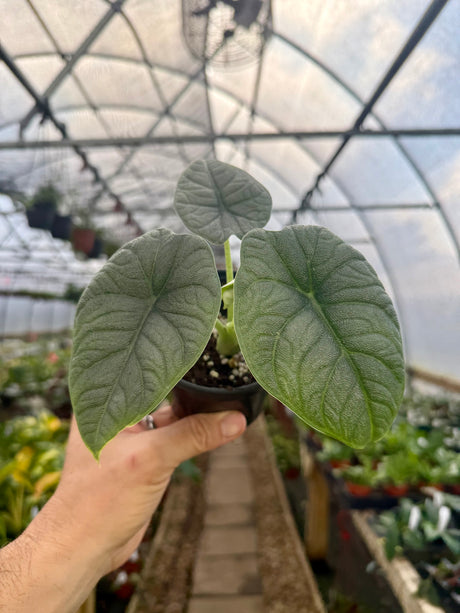 4” Alocasia melo - Canopy Plant Co.