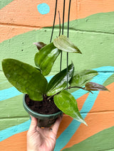 6" Hoya rigida hanging basket