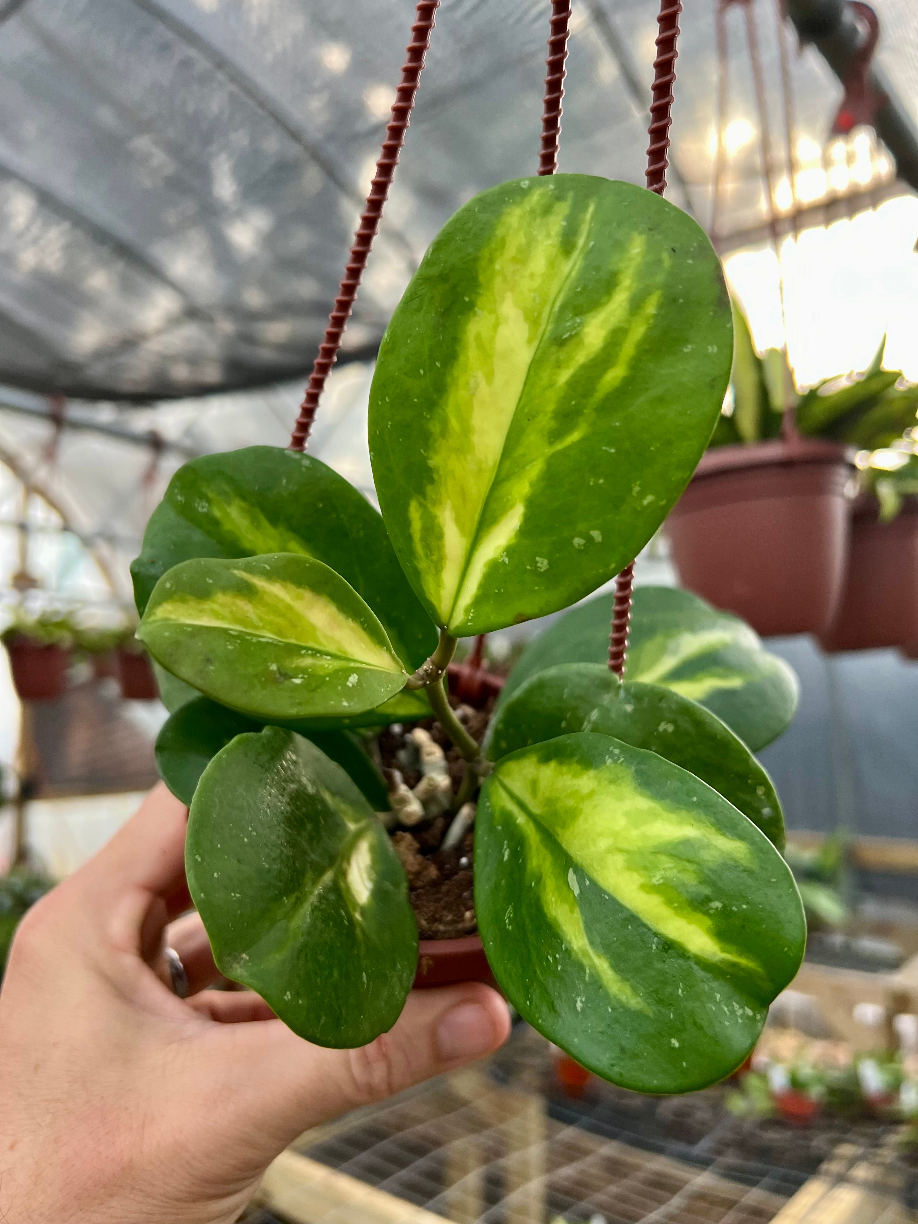 New Rare and Uncommon Plants – Page 6 – Canopy Plant Co.