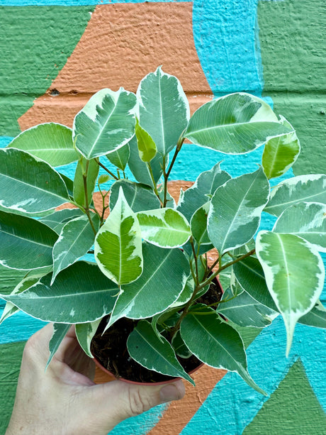 4" Ficus benjamina variegated 'Twilight' - Canopy Plant Co.