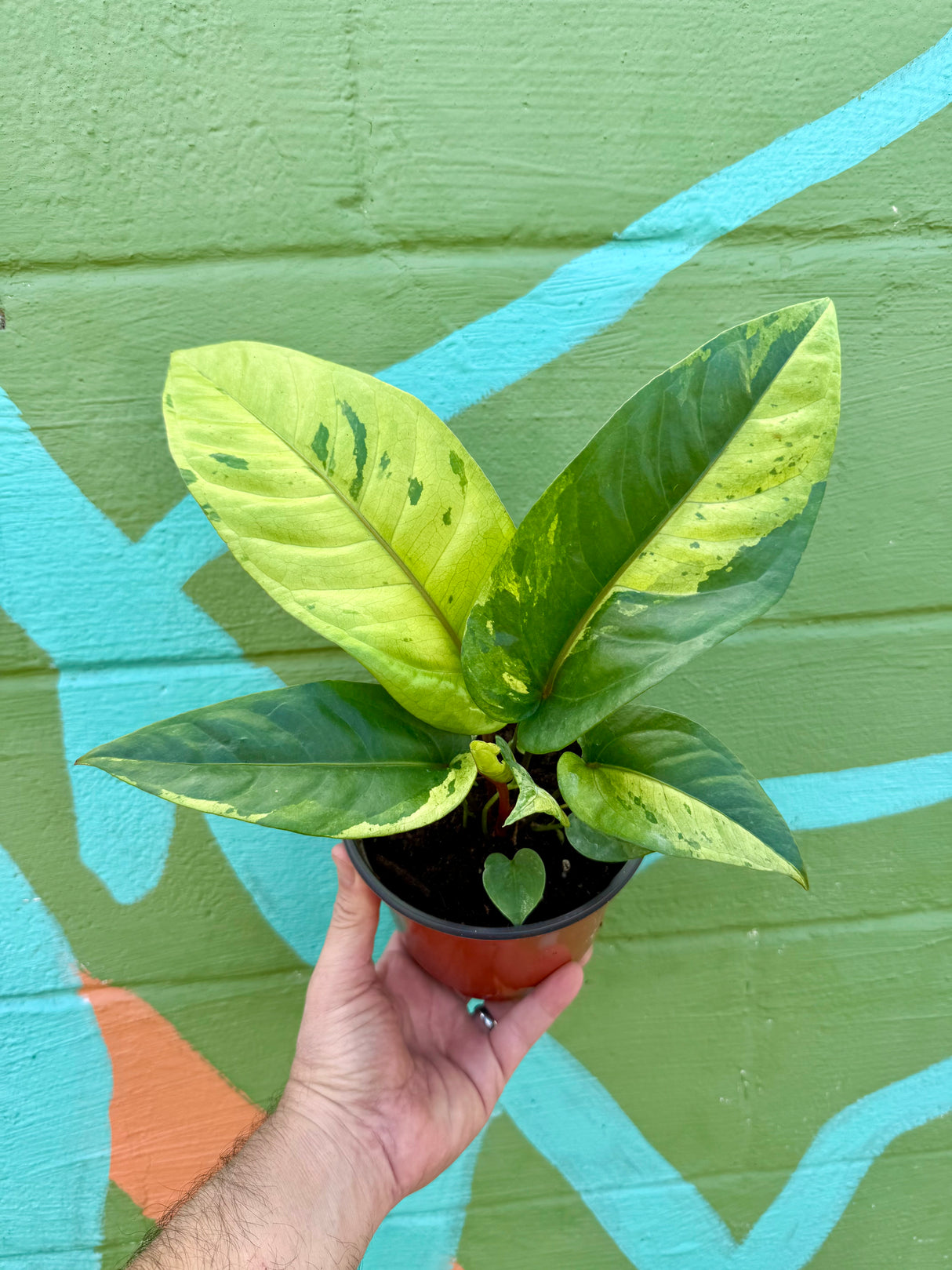 6" Anthurium hookeri variegated