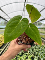 4" Anthurium papillilaminum