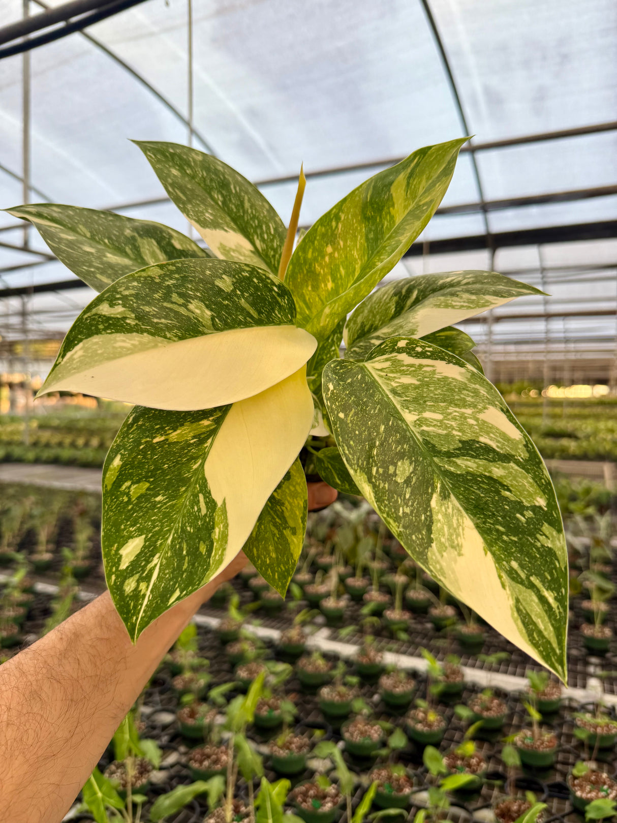 4" Philodendron 'Green Congo Nuclear'
