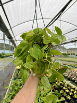 6” Philodendron hederaceum variegated 'Heart Leaf' hanging basket