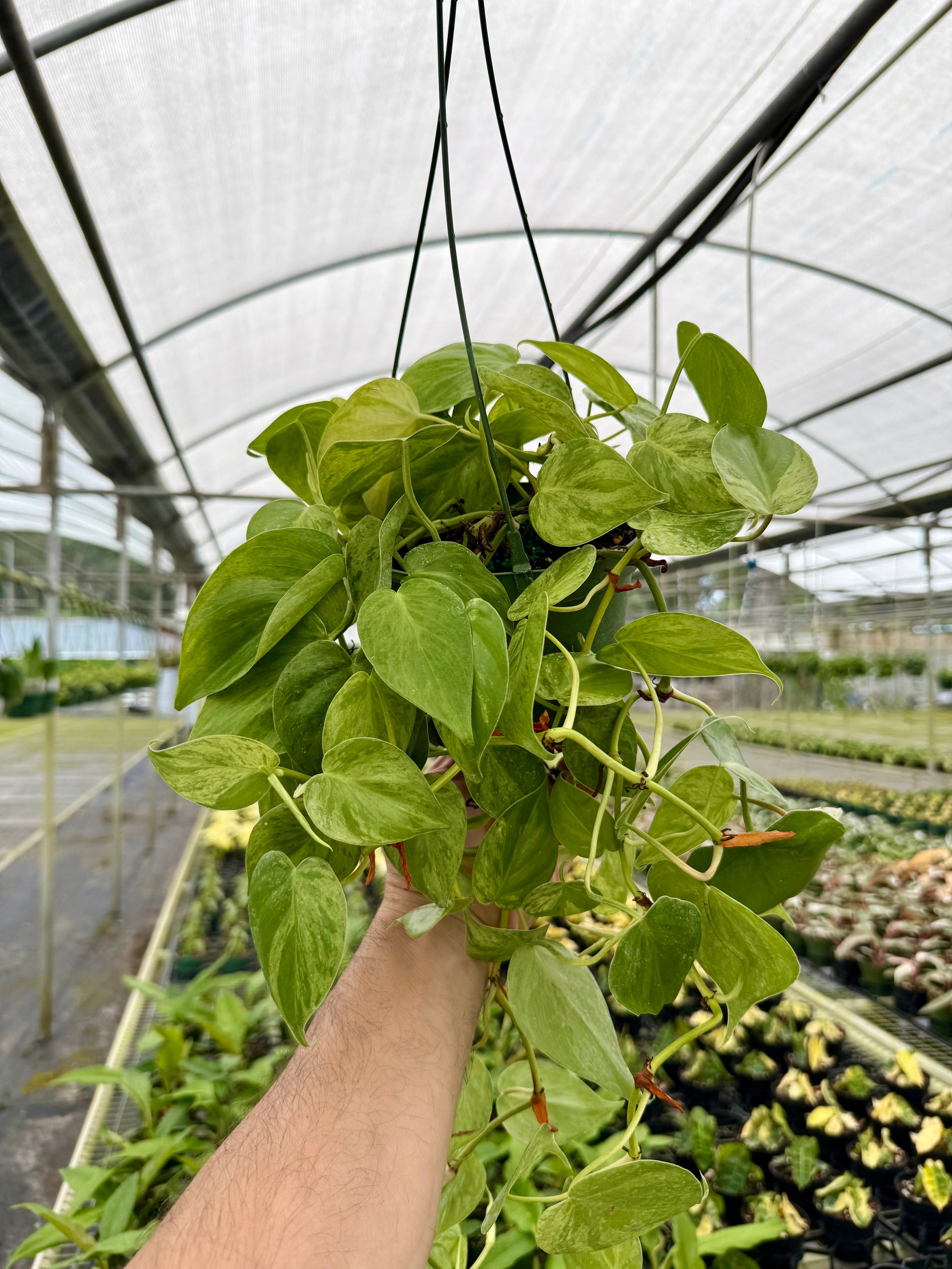6” Philodendron hederaceum variegated 'Heart Leaf' hanging basket – Canopy  Plant Co