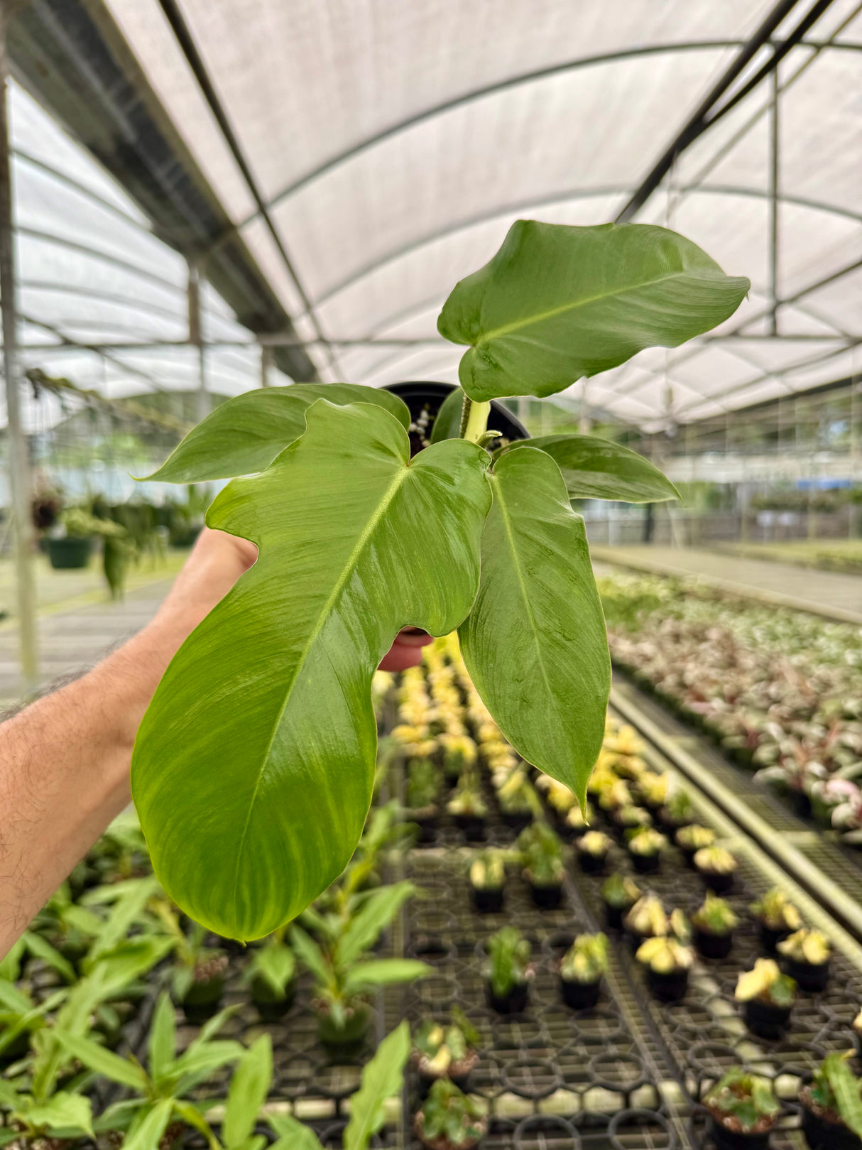 4" Philodendron squamiferum