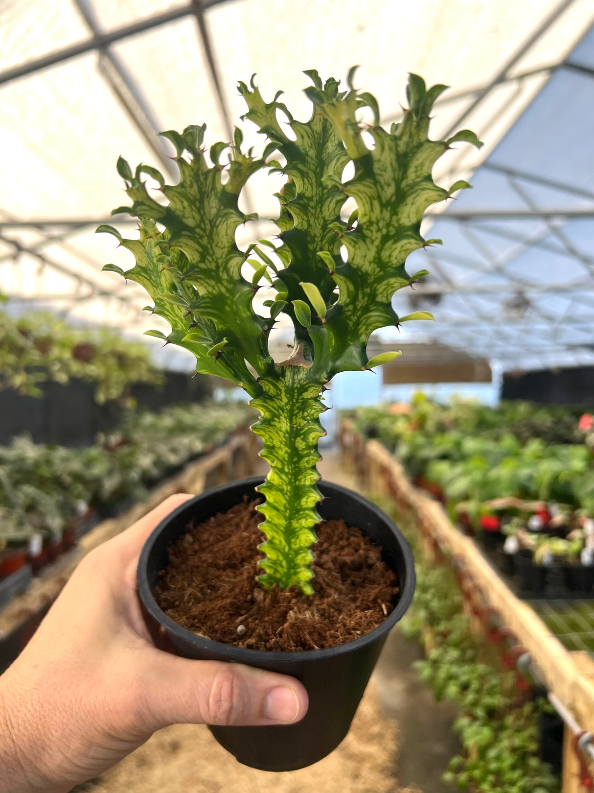 5” Euphorbia Mint Cream