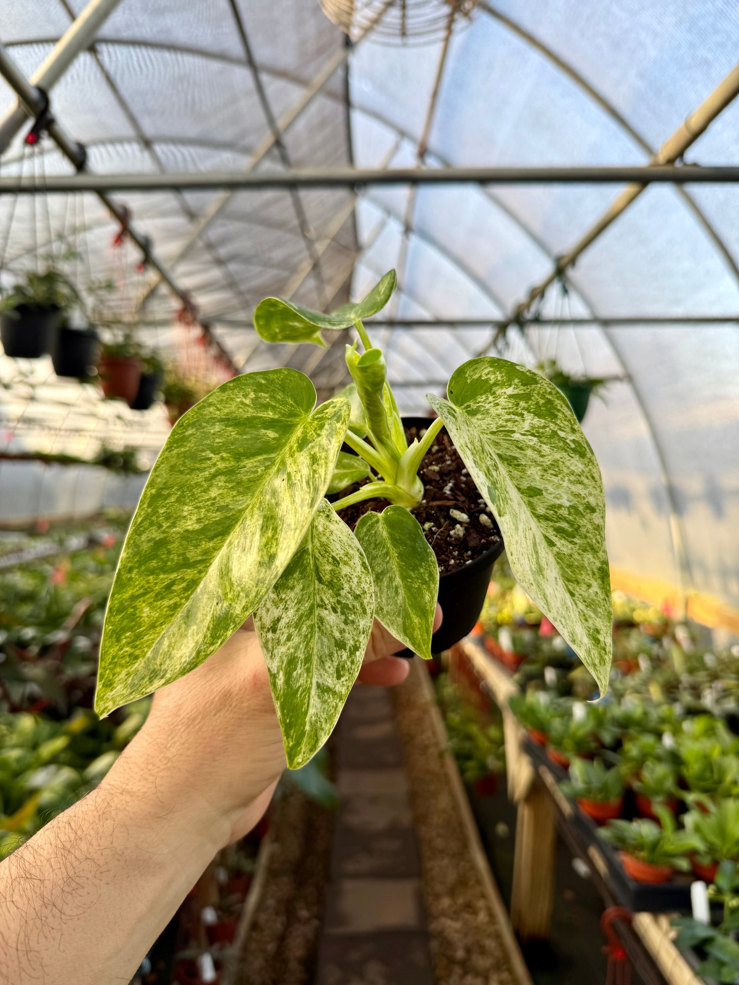 giganteum blizzard philodendron 4” Philodendron giganteum variegated 'Blizzard' – Canopy Plant Co