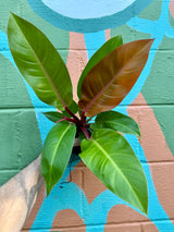 4" Philodendron ‘Prince Of Orange’