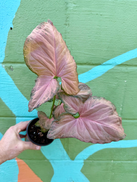 4" Syngonium 'Orm Nak'