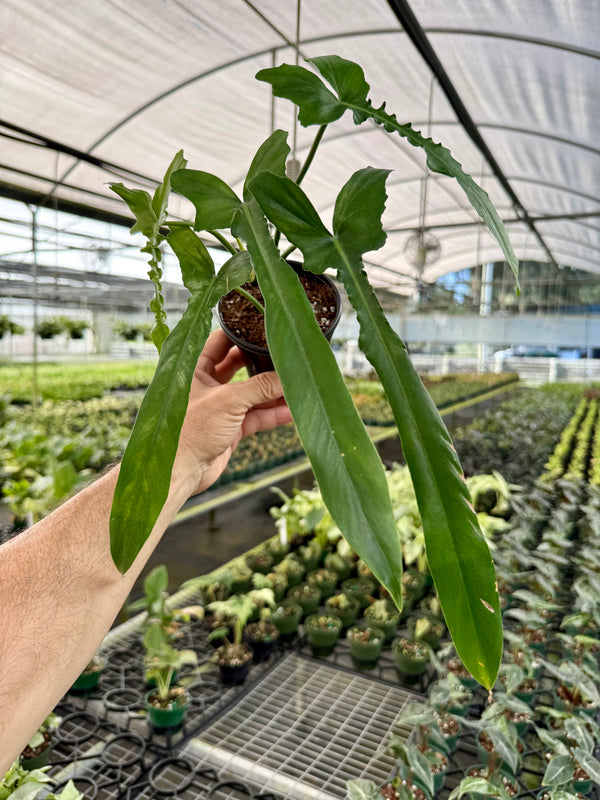 4” Philodendron 'Belle Isle'