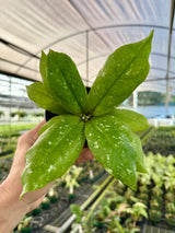 4” Hoya mitrata 'Splash'